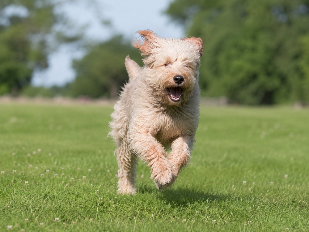 Ile ruchu potrzebuje Otterhound?