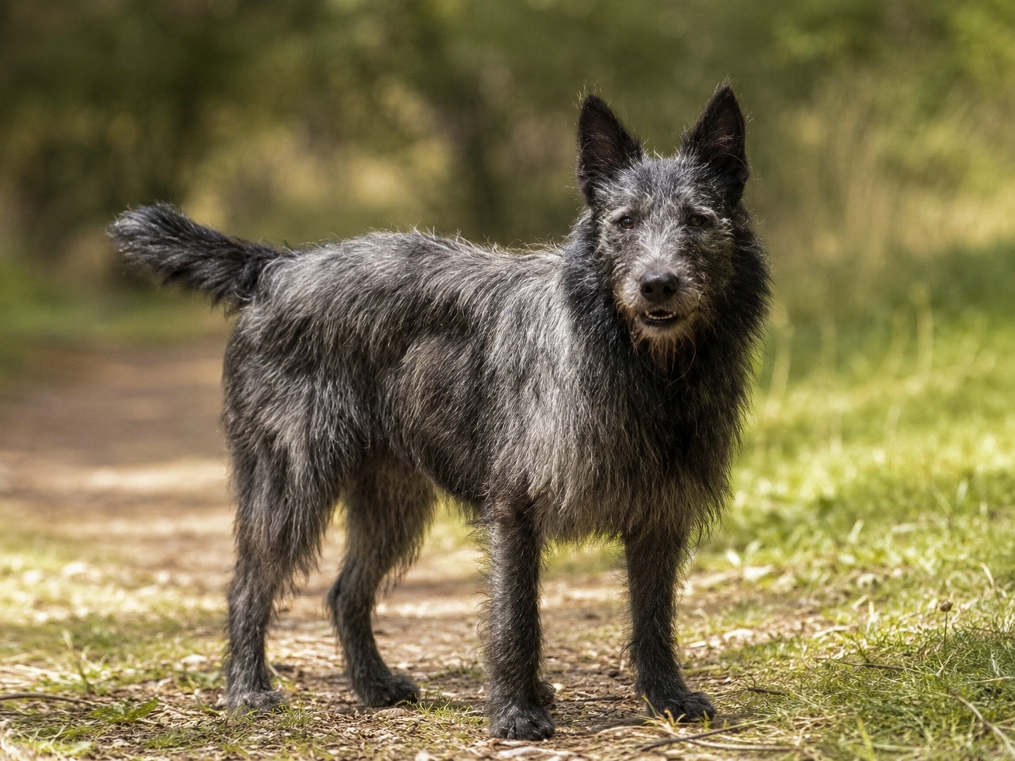 Bouvier des Ardennes